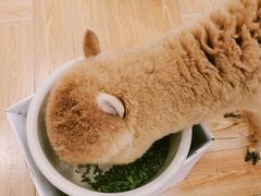-遇见羊驼·奶狗咖·布偶猫咖·法斗柯基柴犬阿拉斯加(春熙路太古里IFS店)