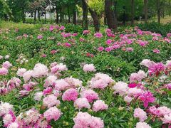 -曹州牡丹园