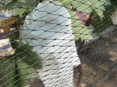 -马陆小张葡萄园农家乐