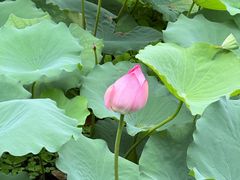-荔湾湖公园