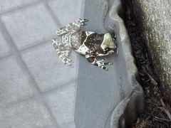 -Behring World of Animals(上海自然博物馆店)