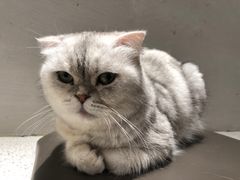 -飞行喵MR PILOT|猫舍·猫咖(静安大融城店)