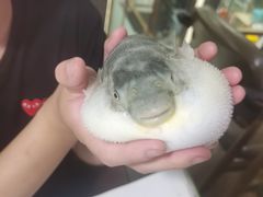 -肆月河豚·新淮扬(金融街店)