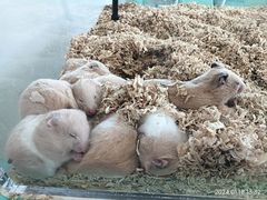 -怪兽屋·羊驼·猫咖·狗咖(俊华广场店)