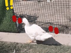 -前小桔亲子创意农场·草莓采摘·露营烧烤