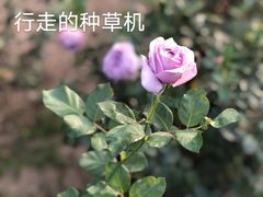 -国家植物园