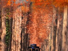 -黄海国家森林公园