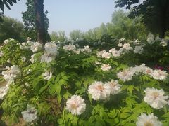 -莲花池公园