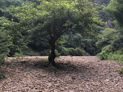 -水墨汀溪风景区