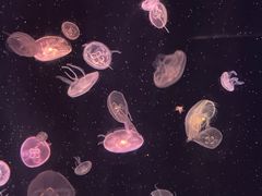 -合肥海洋世界
