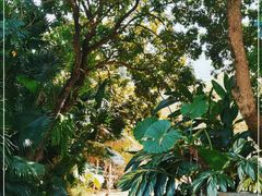 -深圳仙湖植物园