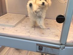 -翊宠yipet猫狗购宠庄园犬舍•猫舍