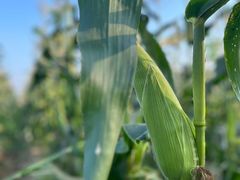 -光明小镇欢乐田园