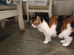 -Anne猫窝咖啡屋