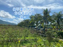 -亚龙湾国际玫瑰谷
