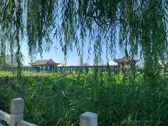 -莲花池公园