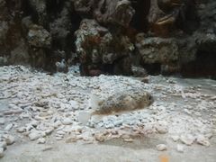 -东方巨龟苑景区