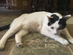 -猫咪博物馆(顶澳仔猫街店)