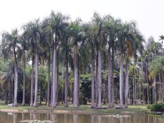 -西双版纳原始森林公园
