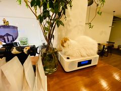 -有猫主题·治愈系猫咖(曾厝垵店)