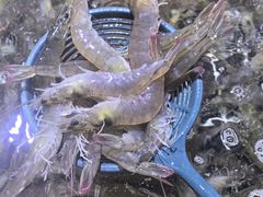 -聚盛源蒸汽海鲜火锅烤肉自助(巨川金海岸购物广场店)