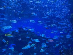 -海合安成都极地海洋公园