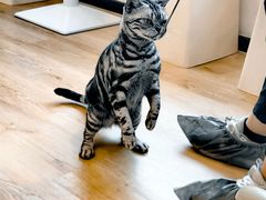 -有喵·猫咖·狗咖·30几只猫10只小狗(岗厦店)