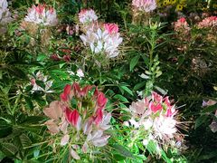 -亚坤(远东广场店)