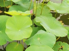 -蒲河岛湿地公园