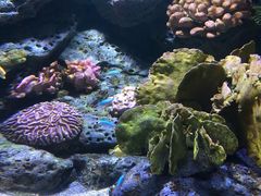 -暹罗海洋世界