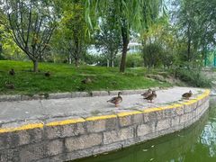 -团结湖公园