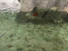 -光头佬钓虾场·烧烤·聚餐·亲子(金沙洲店)