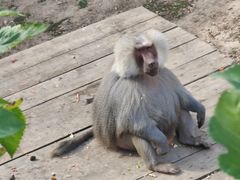 -大连森林动物园