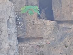 -神光山国家森林公园