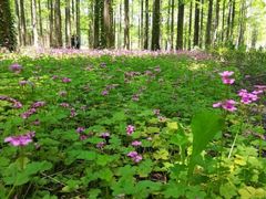 -黄海国家森林公园