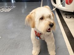 -帕帕拉兹宠物(亚洲旗舰店)