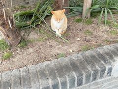 -高旻寺