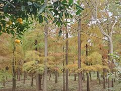 -上海长兴岛郊野公园