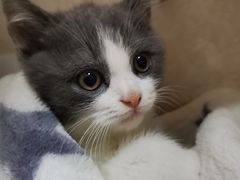 -lincat·猫舍(广州店)