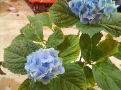 -金陵花卉交易市场