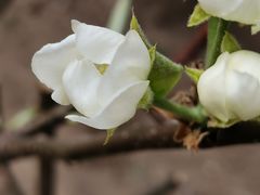-天津东丽湖风景区