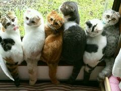 -有才叔的小馆(招商依云曲江店)