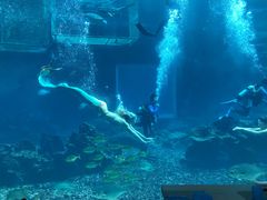 -海棠湾洲际-涛·海底餐厅·美人鱼·自助餐·海底隧道