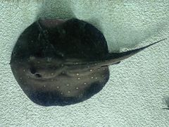 -上海海洋水族馆