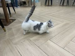 -安格丽娜·狗咖·猫咖羊驼咖(春熙路百盛商场店)