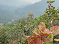 -大岭沟猕猴桃谷风景区
