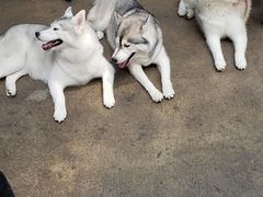 -TrueLove @ Neverland (Husky Cafe)