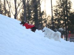 -宠乐会宠物乐园