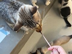 -Cappucimeow猫咪咖啡馆(韦伯时代店)