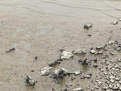 -深圳湾公园(南山区)